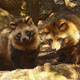 Illustration for article titled Raccoon or Dog? US Government Decides the Fate of Animal Fur